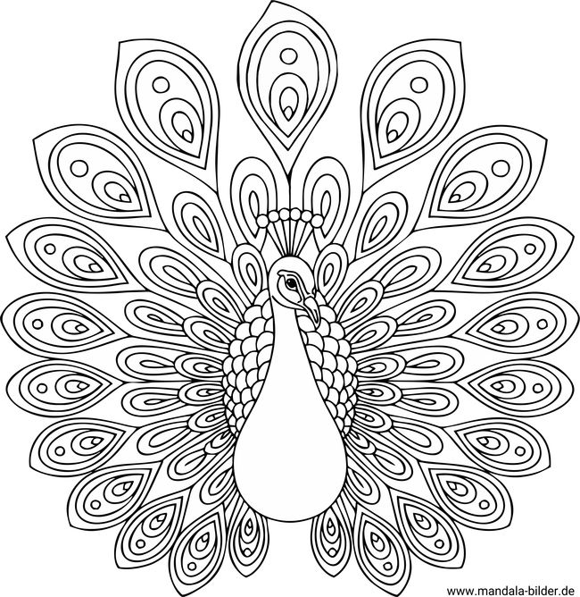 Blaue Pfau Mandala-Ausmalbild Erwachsene