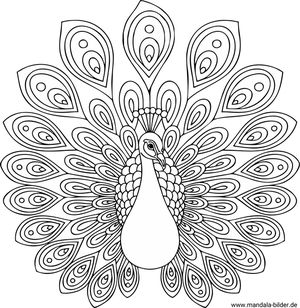 Blau-Pfau Mandala-Malbild für Erwachsene und Senioren