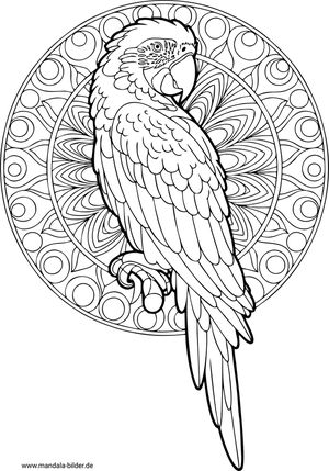 Papagei Mandala-Malvorlage Erwachsene kostenlos