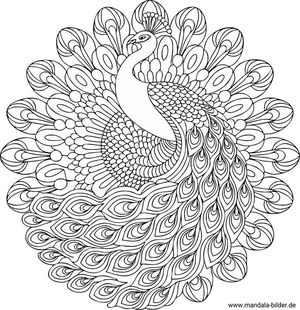 Pfau Mandala für Erwachsene kostenlos ausdrucken
