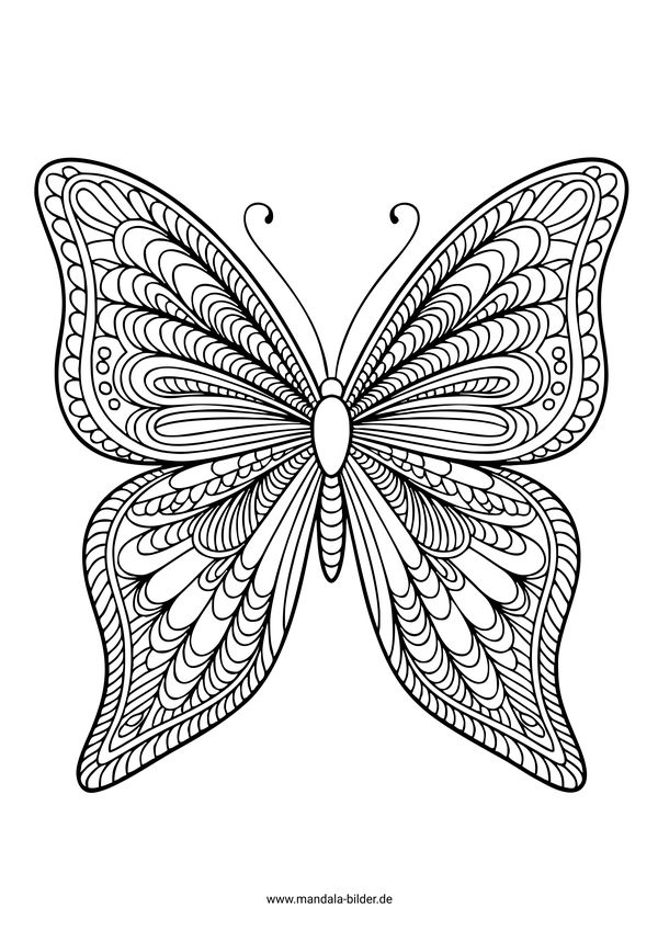 Mandala Schmetterling für Erwachsene